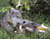 Cutewolf.PNG