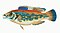 Illustration from The Natural History of British Fishes (1802) by Edward Donovan, digitally enhanced by rawpixel-com 20.jpg