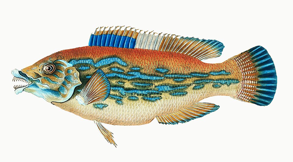 Illustration from The Natural History of British Fishes (1802) by Edward Donovan, digitally enhanced by rawpixel-com 20.jpg