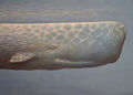 Sperm whale1b.jpg