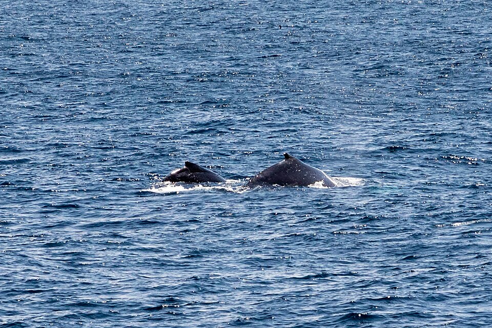 960px-Sydney_%28AU%29%2C_Pacific_Ocean%2C_Humpback_Whales_--_2019_--_3363.jpg
