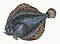 Illustration from The Natural History of British Fishes (1802) by Edward Donovan, digitally enhanced by rawpixel-com 85.jpg