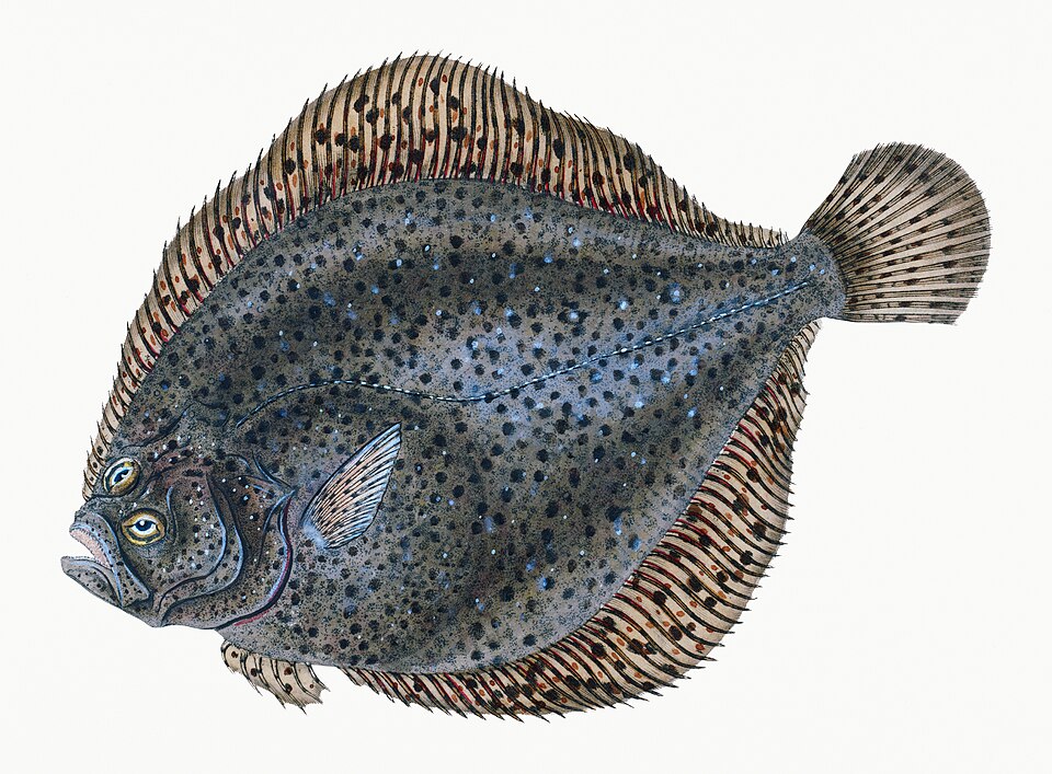 Illustration from The Natural History of British Fishes (1802) by Edward Donovan, digitally enhanced by rawpixel-com 85.jpg