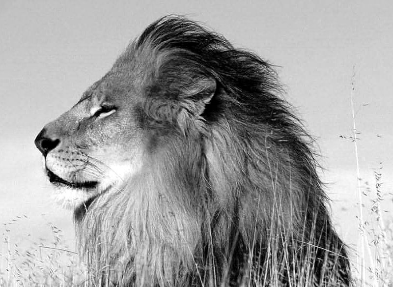 File:Lion's Head a.jpg