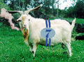 Racing Goat 7.jpg