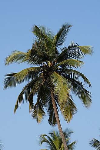 Coconut Palm Cola Bay Goa Jan19 DSC00303.jpg