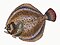 Illustration from The Natural History of British Fishes (1802) by Edward Donovan, digitally enhanced by rawpixel-com 41.jpg