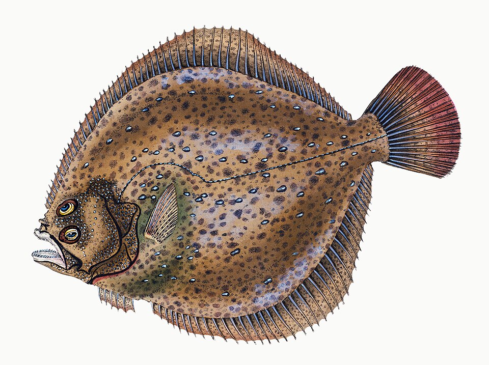 Illustration from The Natural History of British Fishes (1802) by Edward Donovan, digitally enhanced by rawpixel-com 41.jpg