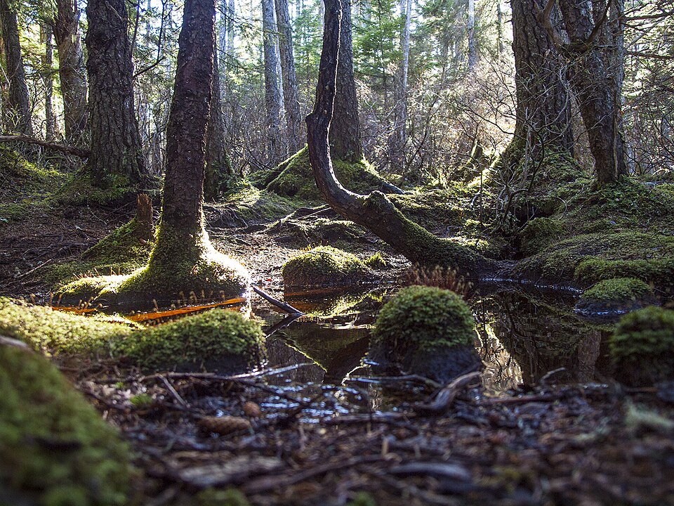 960px-Tongass_Lena_Forest_73b.jpg