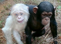 Albino and regular chimpanzee.PNG