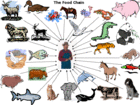 Foodchain.gif