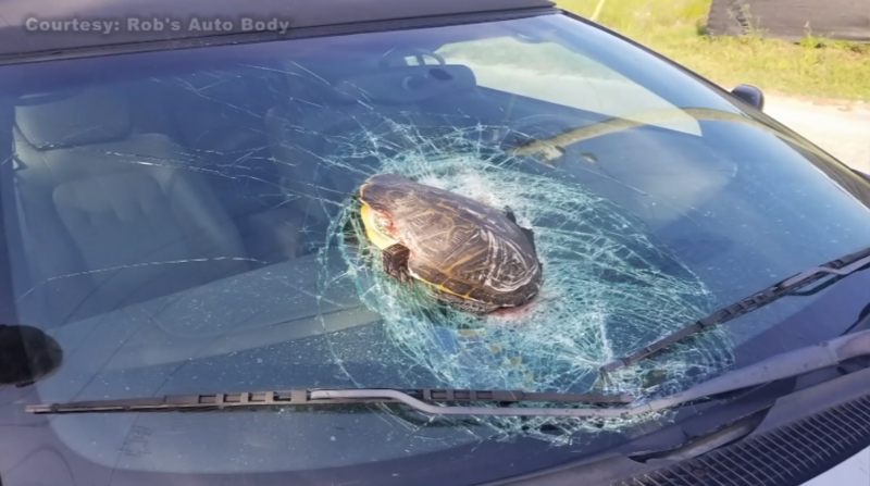 File:Turtleinthewindshield.png
