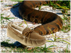 Water moccasin