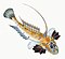 Illustration from The Natural History of British Fishes (1802) by Edward Donovan, digitally enhanced by rawpixel-com 9.jpg