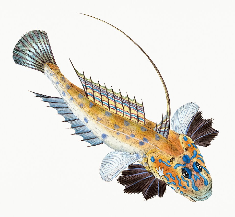 Illustration from The Natural History of British Fishes (1802) by Edward Donovan, digitally enhanced by rawpixel-com 9.jpg