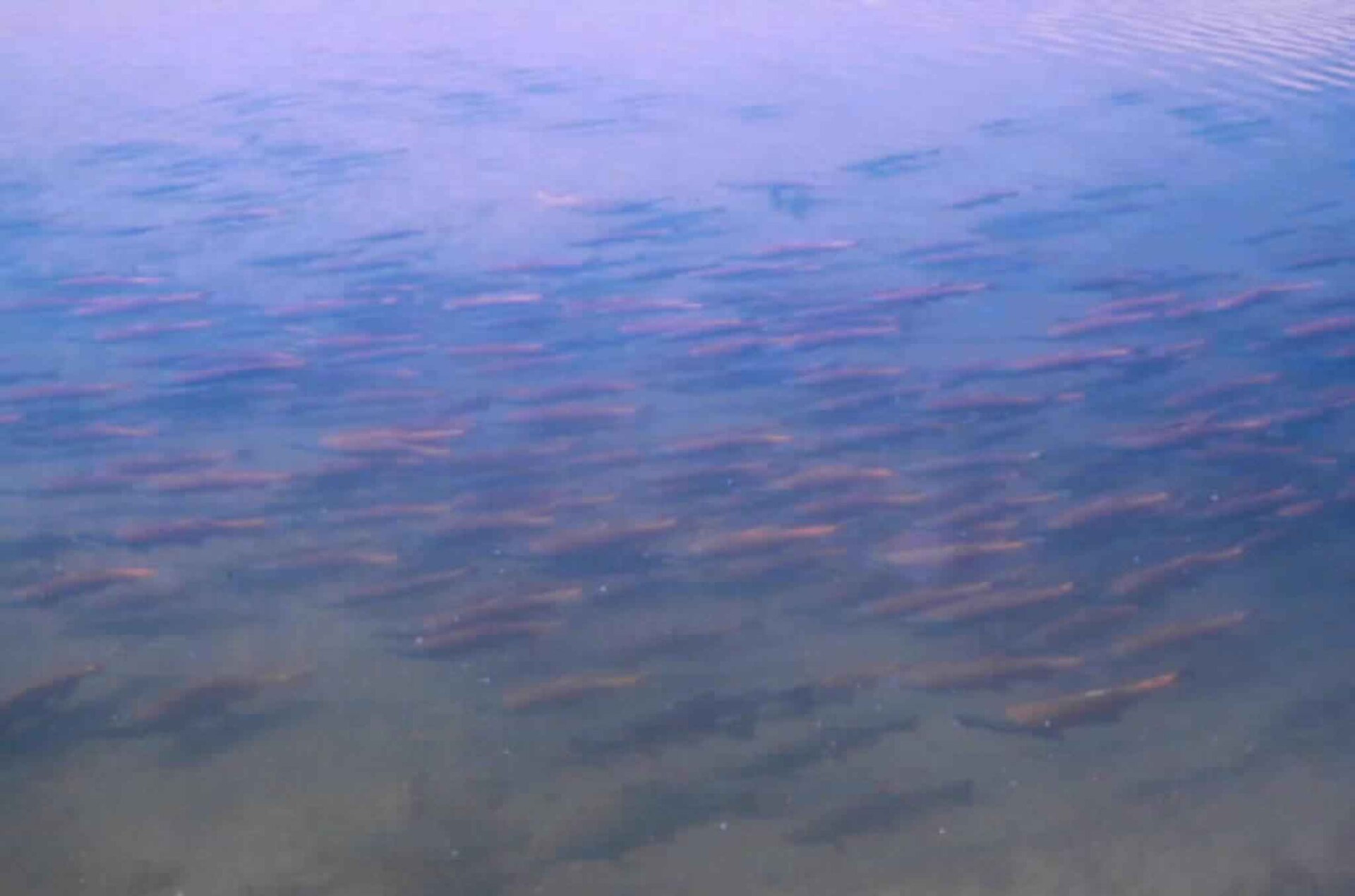 Sockeye salmon on spawning grounds redd sockeye redd.jpg