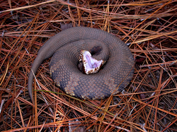 Agkistrodon piscivorus piscivorus CDC.png