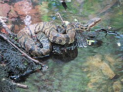 Agkistrodon piscivorus piscivorus lightII.JPG