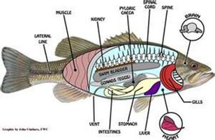 Babel fish - Uncyclopedia, the content-free encyclopedia