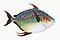 Illustration from The Natural History of British Fishes (1802) by Edward Donovan, digitally enhanced by rawpixel-com 87.jpg