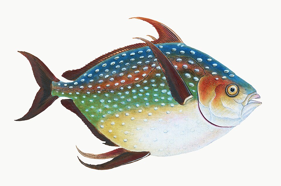 Illustration from The Natural History of British Fishes (1802) by Edward Donovan, digitally enhanced by rawpixel-com 87.jpg