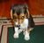 Puppy pleads guilty.jpg