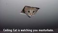 Yikers ceiling cat1.jpg